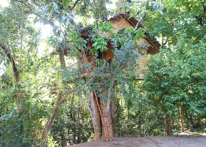 Tree House-Midigama